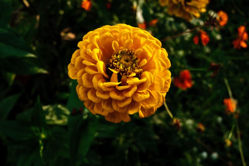 DSCF8186