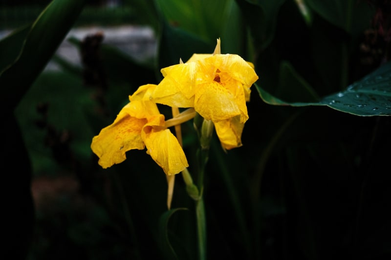 DSCF8197