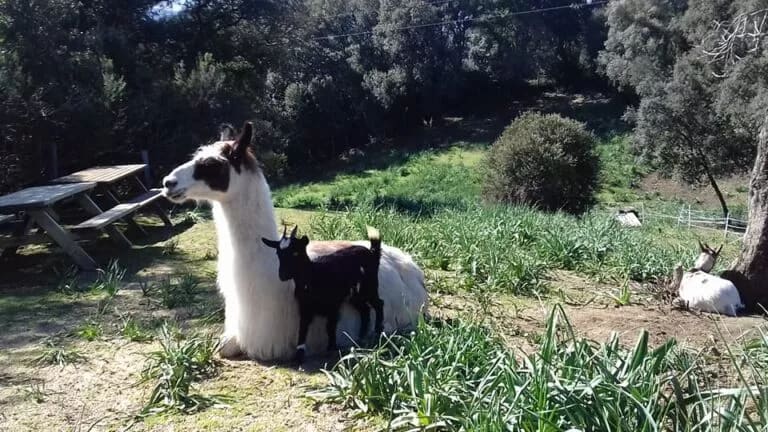 Parc Animalier de Bottacina - Les Hérissons