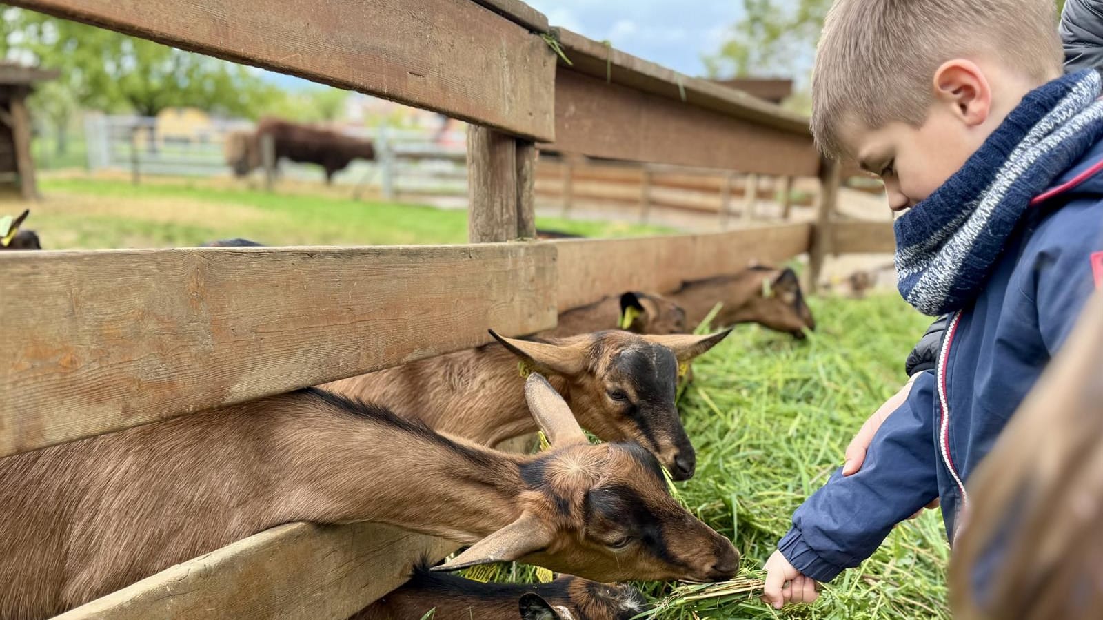 Ferme de Padula - Ferme pédagogique et médiation animale