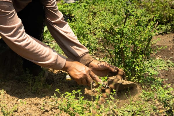 Organic Farming Workshop