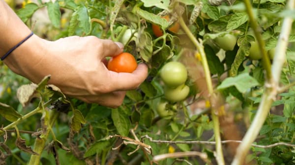 Culinary Farm-to-Table
