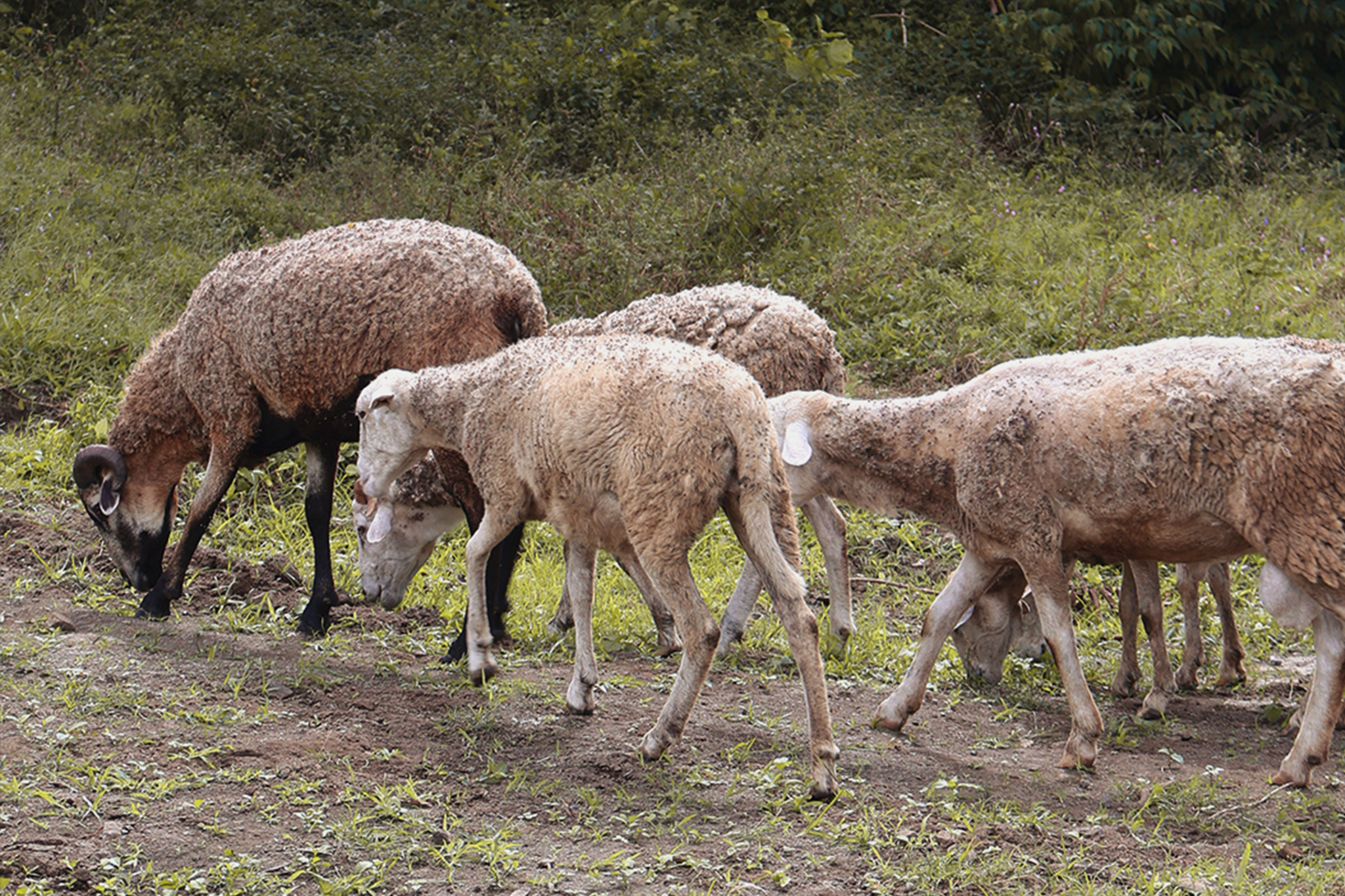 Animal Feeding Experience at Calaia farm