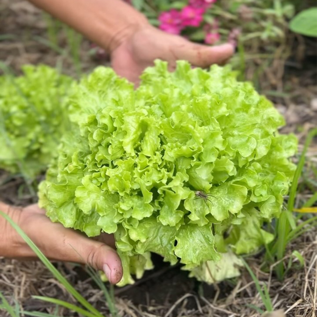 Harvest Days at Calaia farm