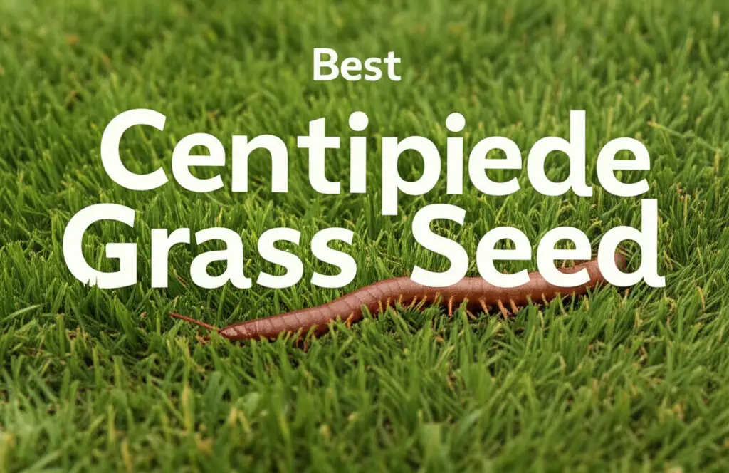 9 Best Centipede Grass Seed for a Low Maintenance Lawn 2026