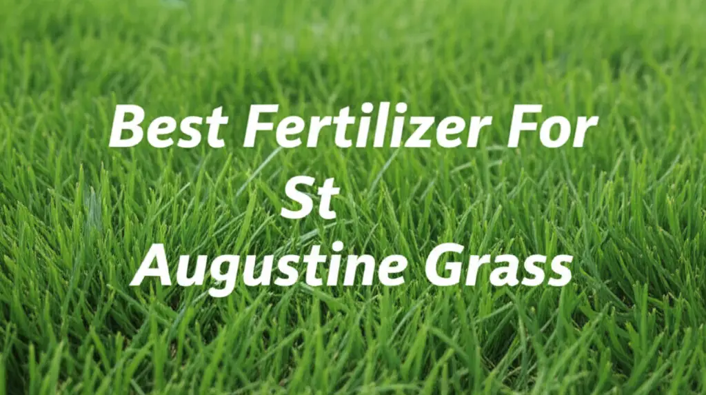 6 Best Fertilizer For St Augustine Grass 2026 Review