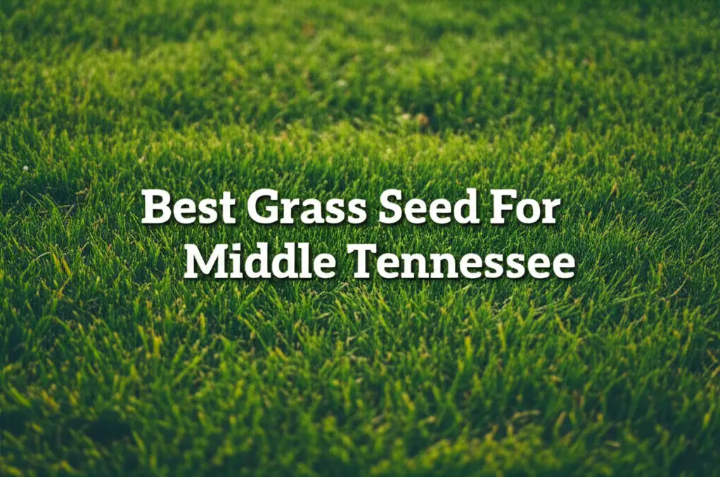 10 Best Grass Seed For Middle Tennessee 2026 Guide