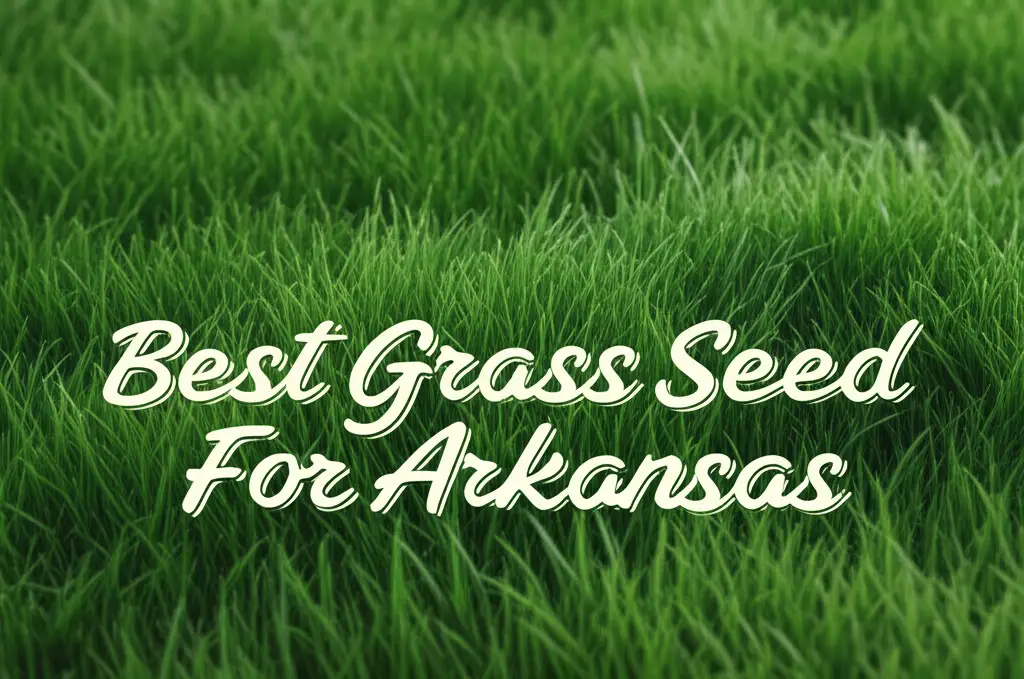 10 Best Grass Seed For Arkansas 2026 Top Expert Choices