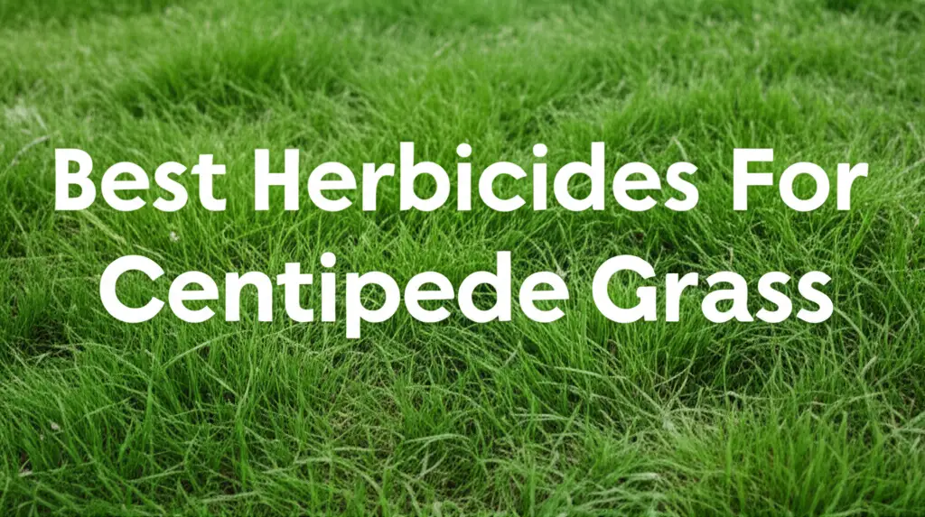 6 Best Herbicides For Centipede Grass in 2026