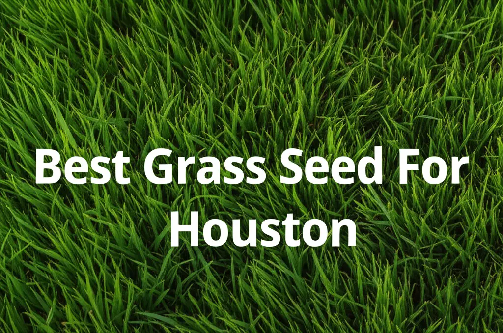 10 Best Grass Seed For Houston 2026 Guide