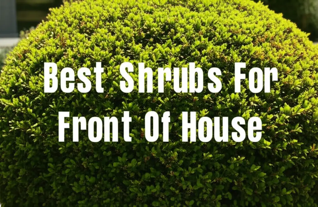 10 Best Shrubs For Front Of House to Buy in 2026