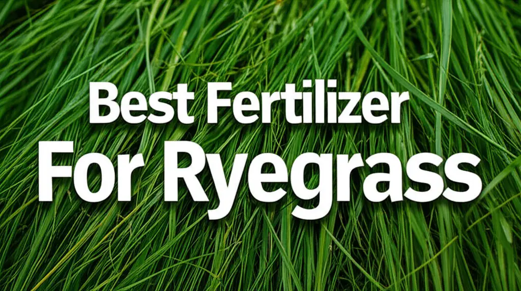 9 Best Fertilizer For Ryegrass 2026 For Lush Green Lawns