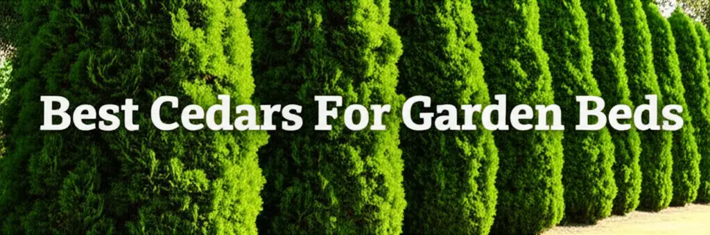 10 Best Cedars For Garden Beds 2026 Top Rated Yard Picks