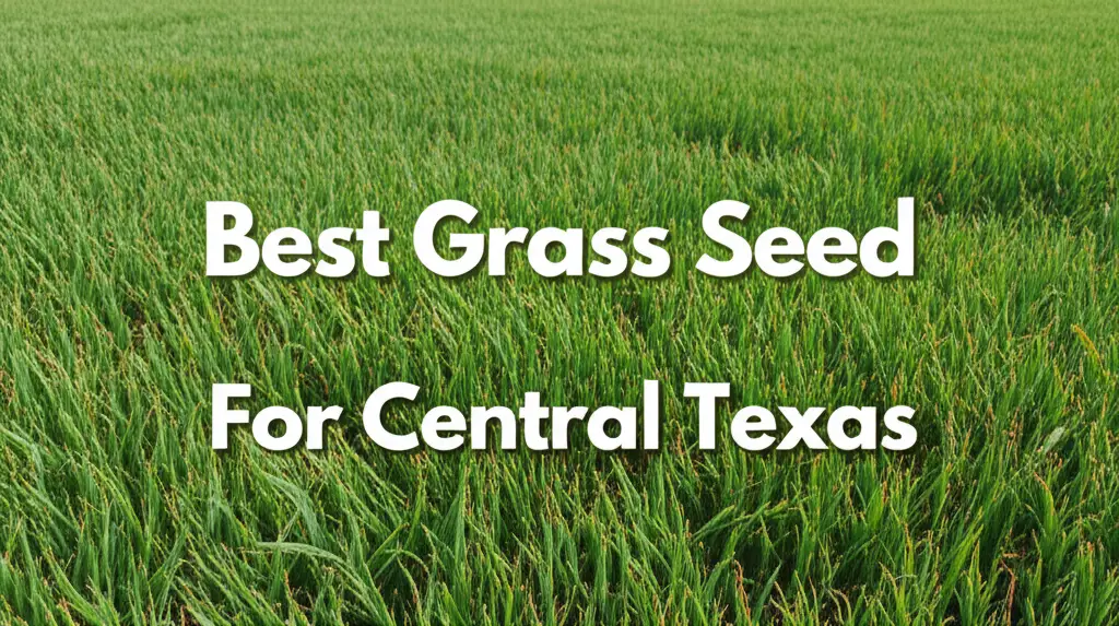 8 Best Grass Seed For Central Texas 2026 Top Expert Picks