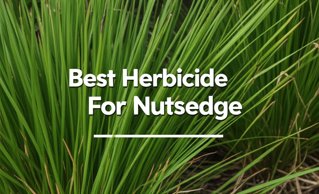 7 Best Herbicide For Nutsedge Solutions for 2026