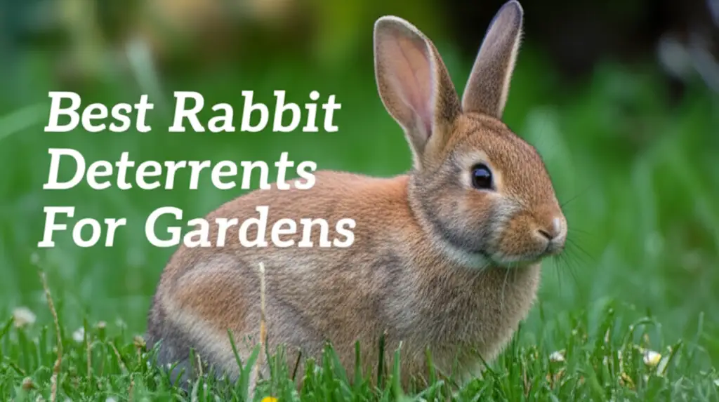 10 Best Rabbit Deterrents For Gardens of 2026