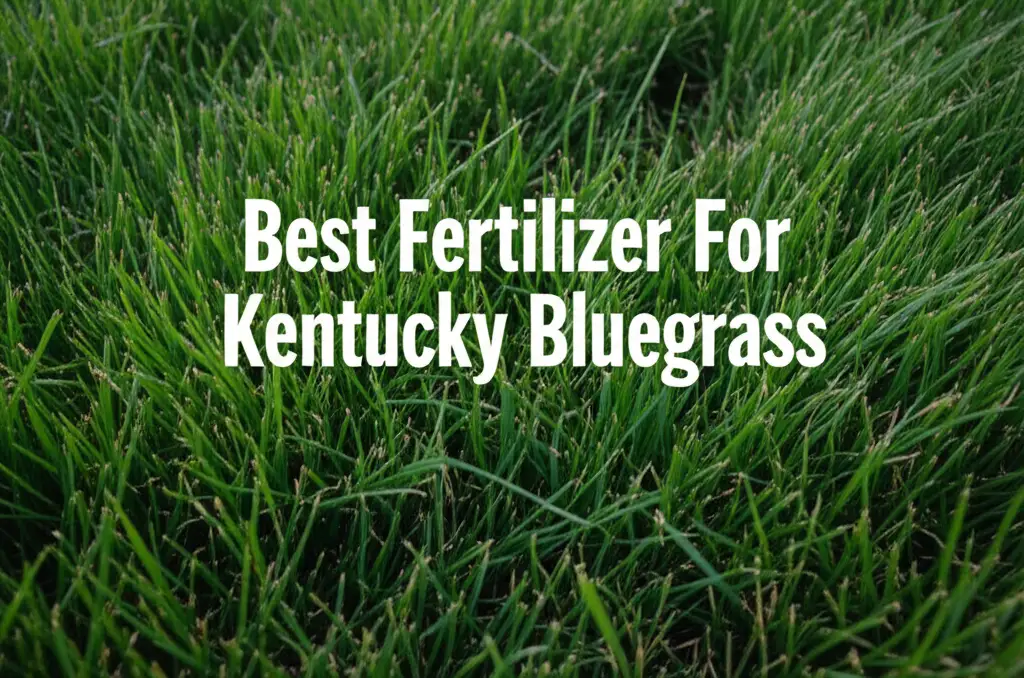 9 Best Fertilizer For Kentucky Bluegrass 2026 Guide