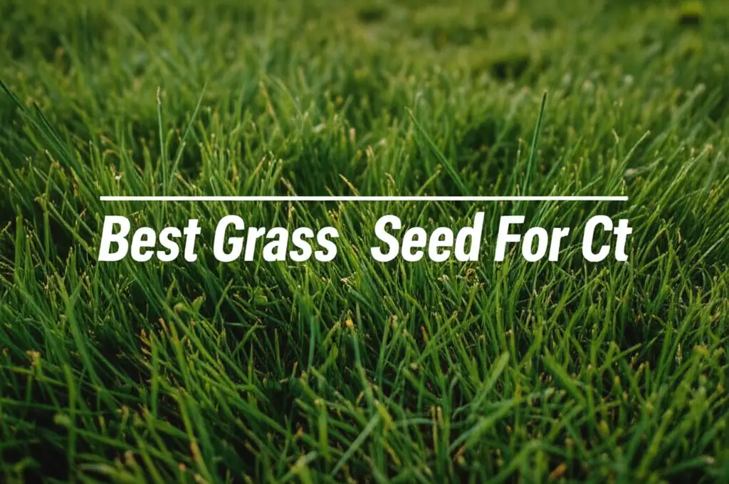 10 Best Grass Seed For Ct in 2026