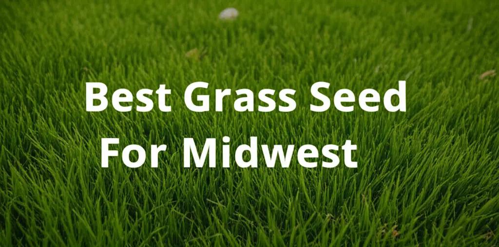 Struggling to find the best grass seed for midwest lawns? We tested top brands to help you grow a lush green yard that survives harsh winters.