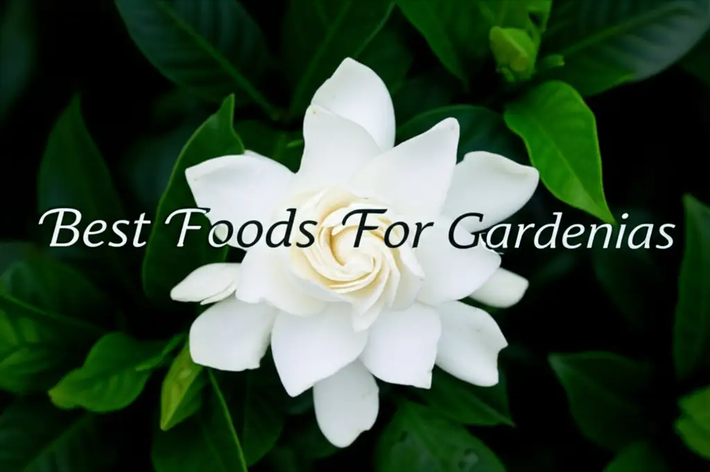 9 Best Foods For Gardenias to Buy in 2026