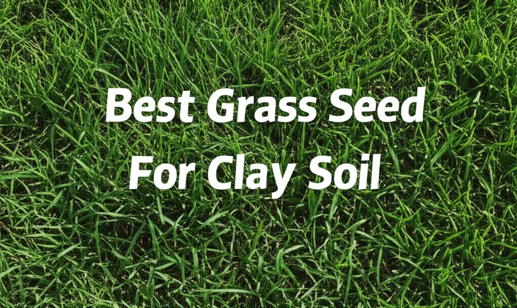 9 Best Grass Seed For Clay Soil 2026 Expert Reviews