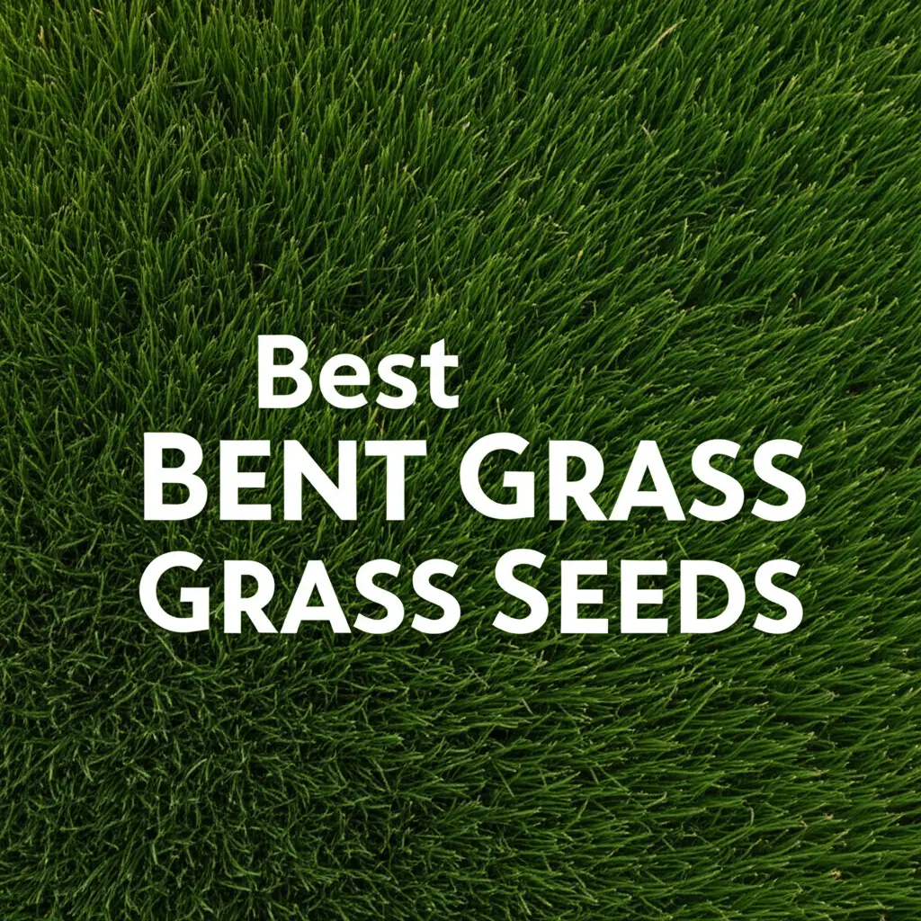 10 Best Bent Grass Seeds for a Professional Home Lawn