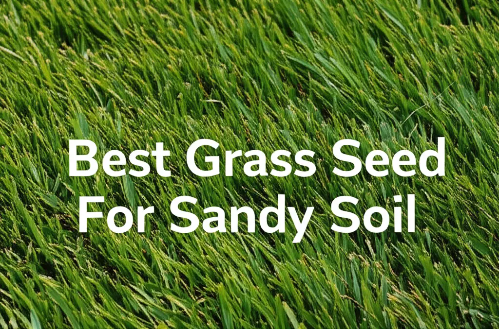 10 Best Grass Seed For Sandy Soil 2026
