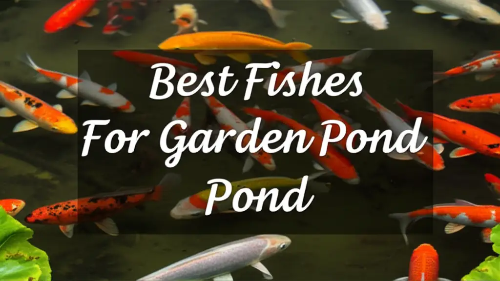 Looking for the best fishes for garden pond to improve your landscape? We tested top-rated options to help you create a stunning and lively water feature.