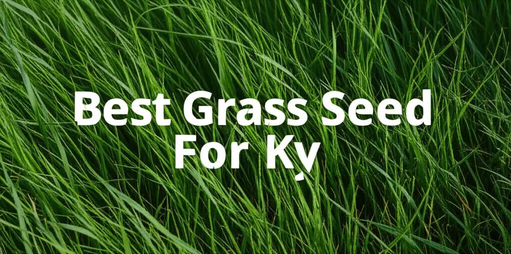 10 Best Grass Seed For Ky 2026 Review