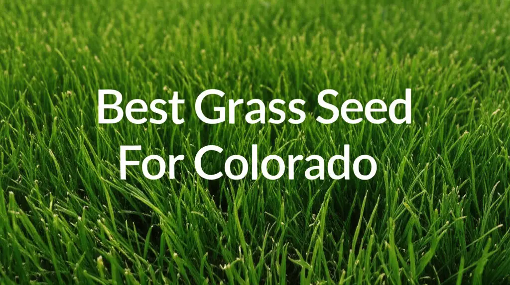 10 Best Grass Seed For Colorado in 2026 for Green Lawns