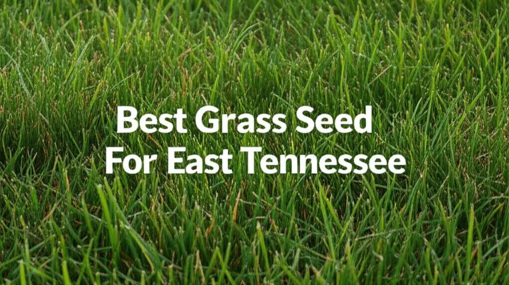 8 Best Grass Seed For East Tennessee 2026 Guide