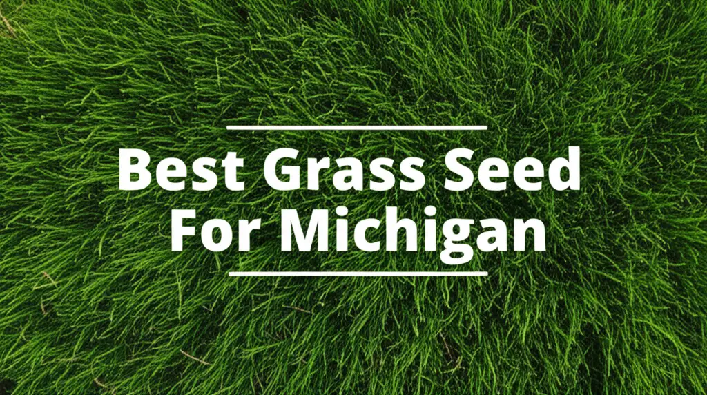7 Best Grass Seed For Michigan 2026 Recommendations