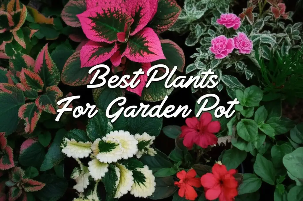 10 Best Plants For Garden Pot 2026 Comprehensive Review