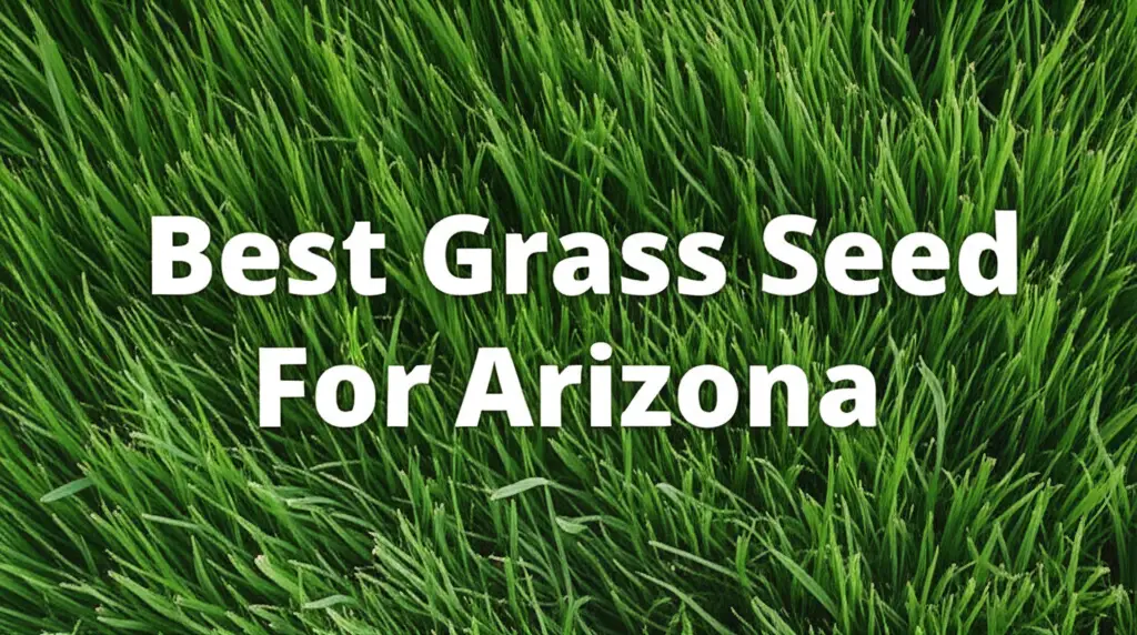 7 Best Grass Seed For Arizona Options in 2026 Reviewed