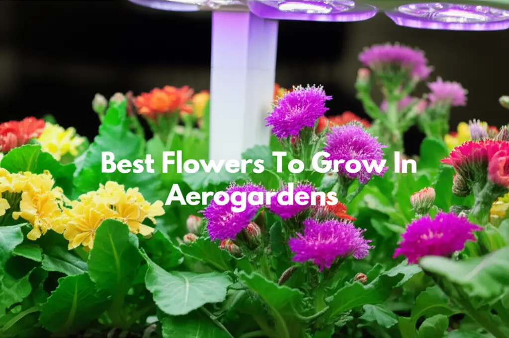 10 Best Flowers To Grow In Aerogardens 2026 Guide