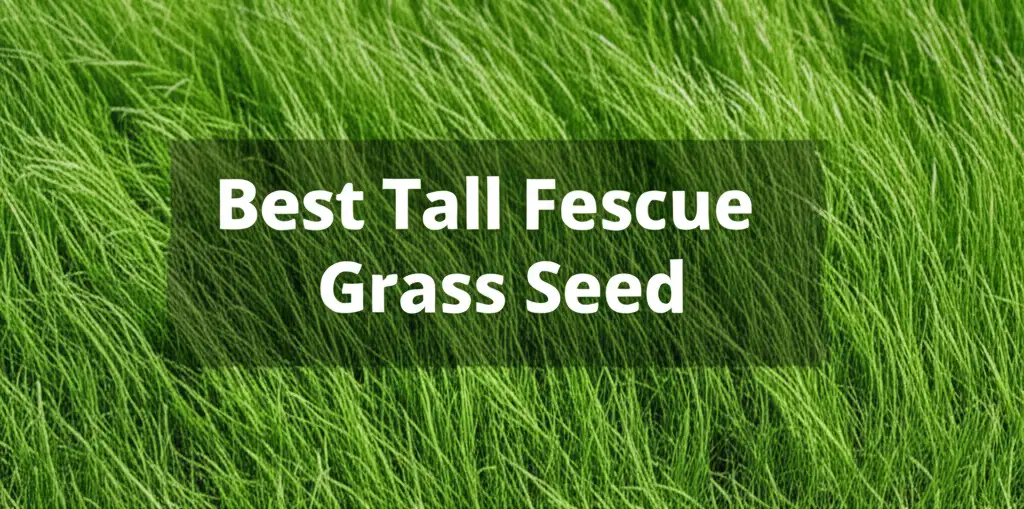 Best Tall Fescue Grass Seed