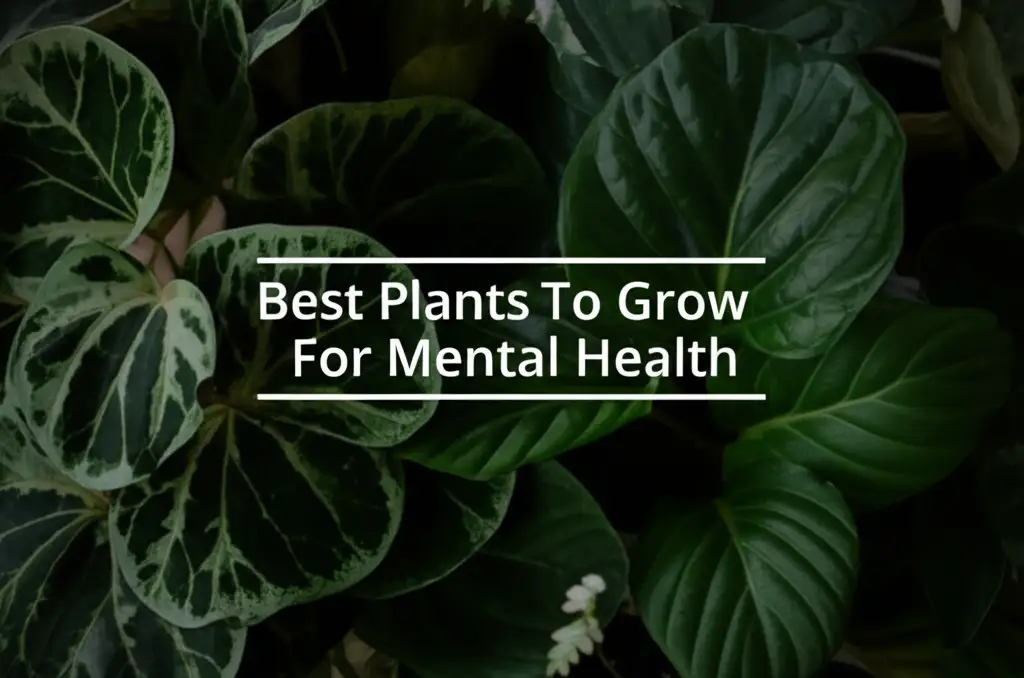 7 Best Plants To Grow For Mental Health For 2025