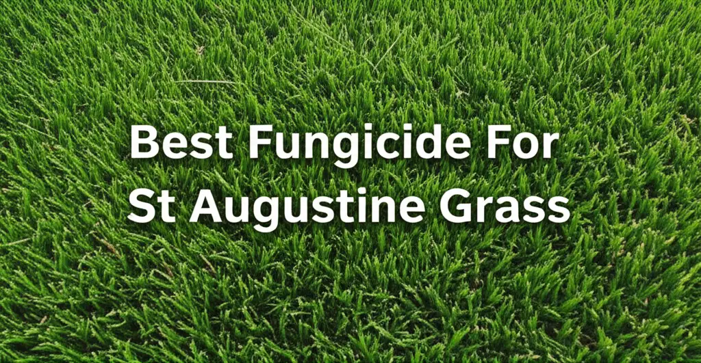10 Best Fungicide For St Augustine Grass 2026