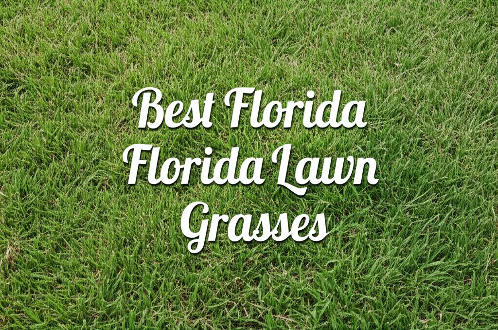 Best Florida Lawn Grasses