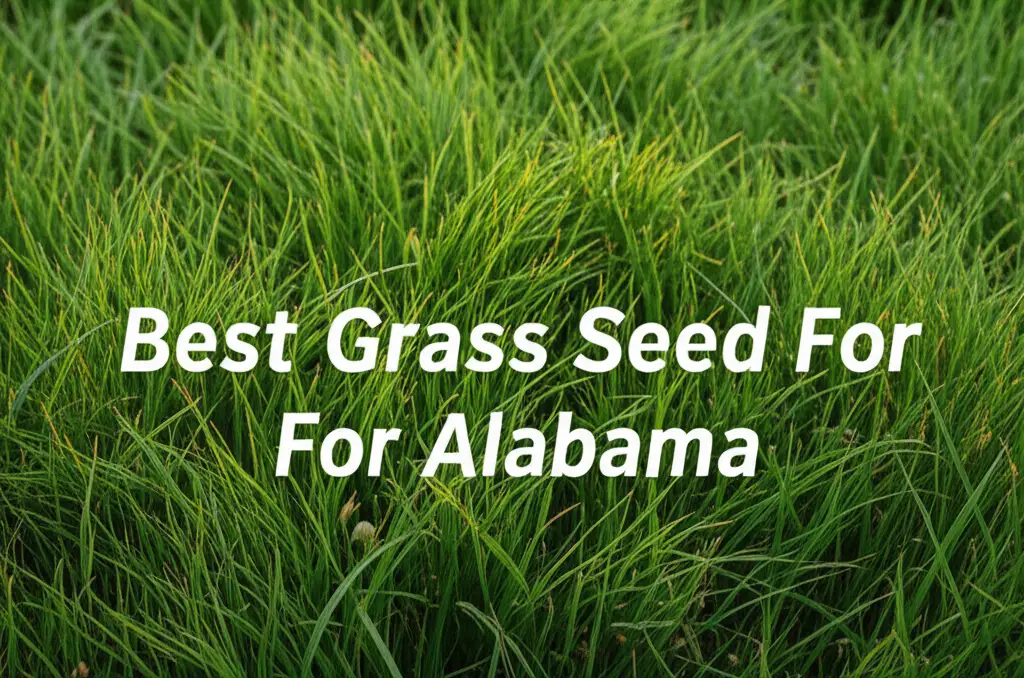 Looking for the best grass seed for alabama? We tested top brands to find durable solutions. Get a lush green lawn that survives the heat today.