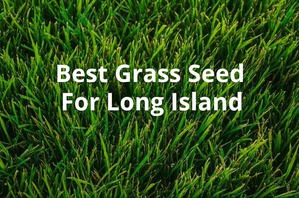 10 Best Grass Seed For Long Island 2026 Guide