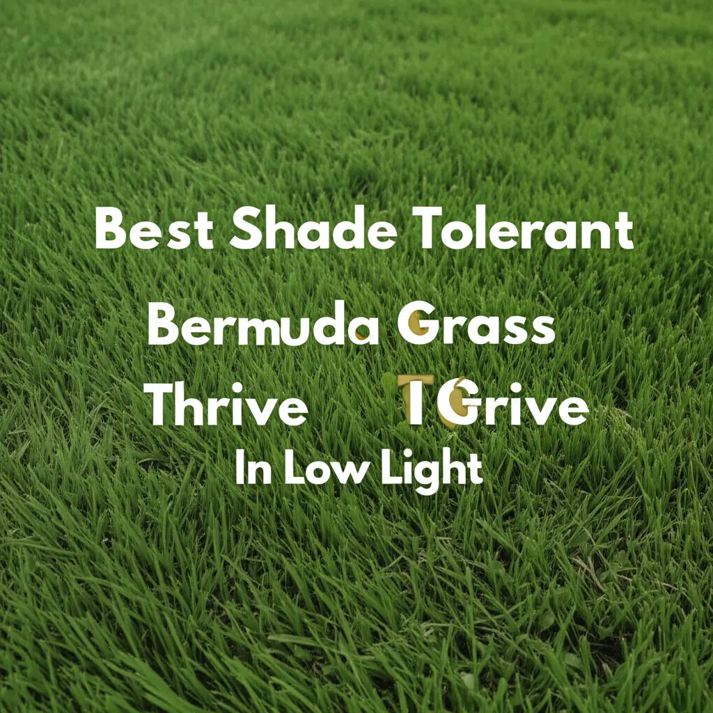 Best Shade Tolerant Bermuda Grass Thrive In Low Light