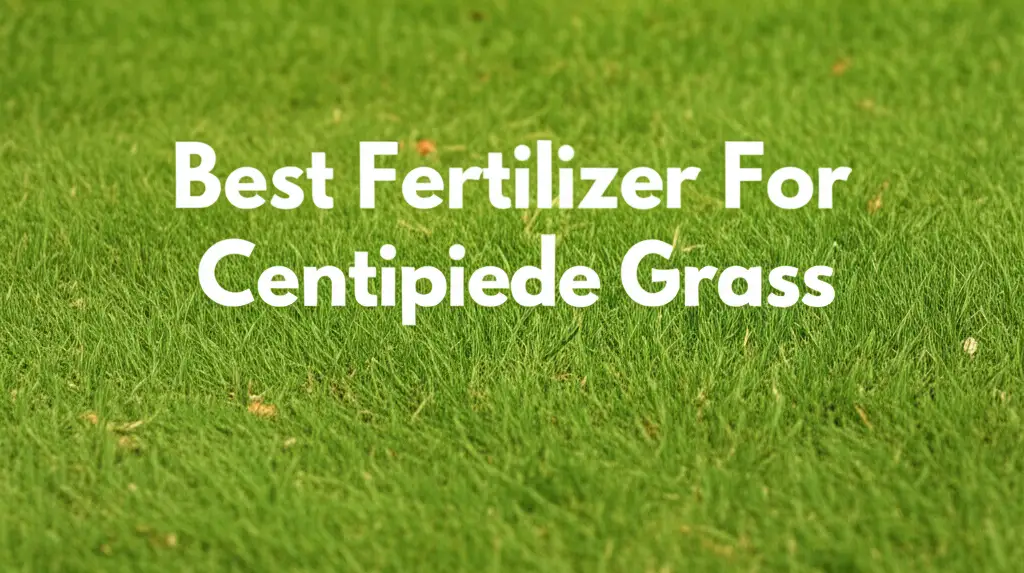 9 Best Fertilizer For Centipede Grass 2026 Guide