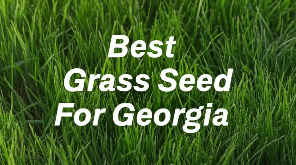 10 Best Grass Seed For Georgia Reviews for 2026