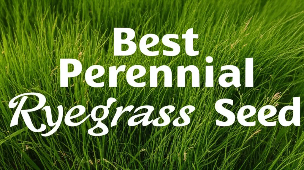 8 Best Perennial Ryegrass Seed for 2025