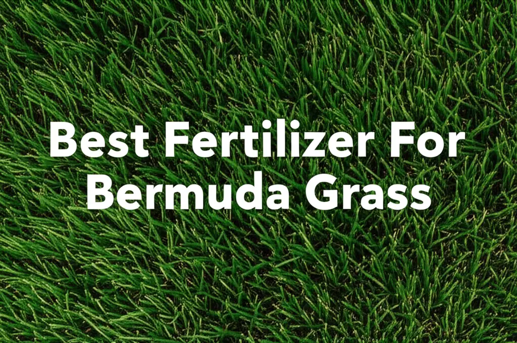 7 Best Fertilizer For Bermuda Grass 2026 Expert Reviews