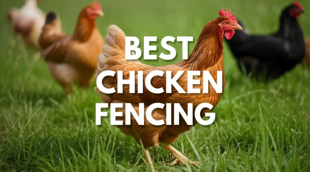 6 Best Chicken Fencing Options for Your Backyard in 2026