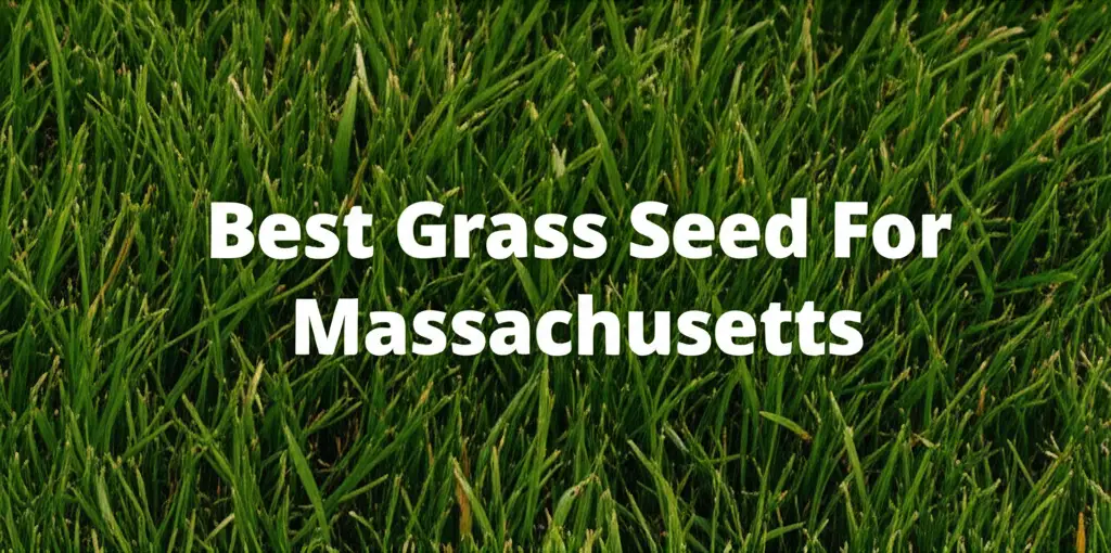 10 Best Grass Seed For Massachusetts 2026 Guide