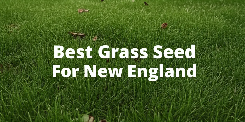 10 Best Grass Seed For New England 2026 Review Guide