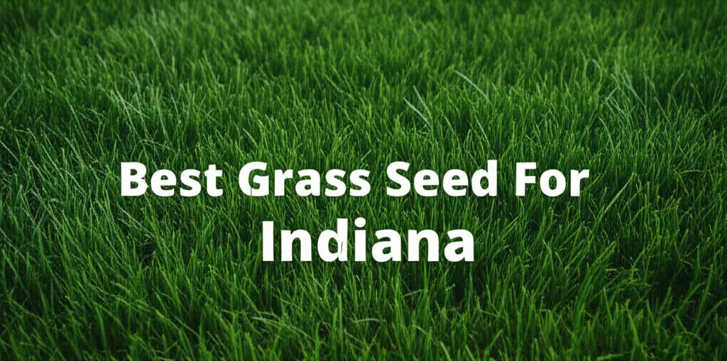 9 Best Grass Seed For Indiana 2026 Top Expert Choices